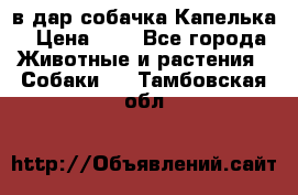 в дар собачка Капелька › Цена ­ 1 - Все города Животные и растения » Собаки   . Тамбовская обл.